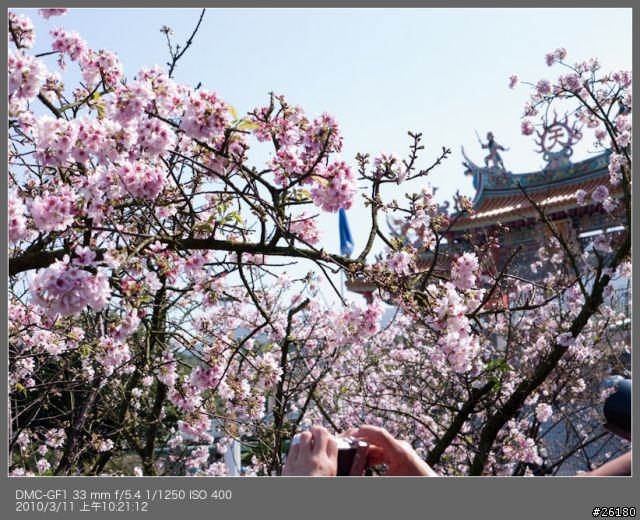 偷得半日閒－20100311天元宮櫻花