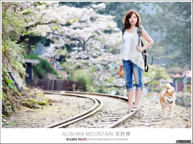 2010-03-22阿里山櫻花花況分享