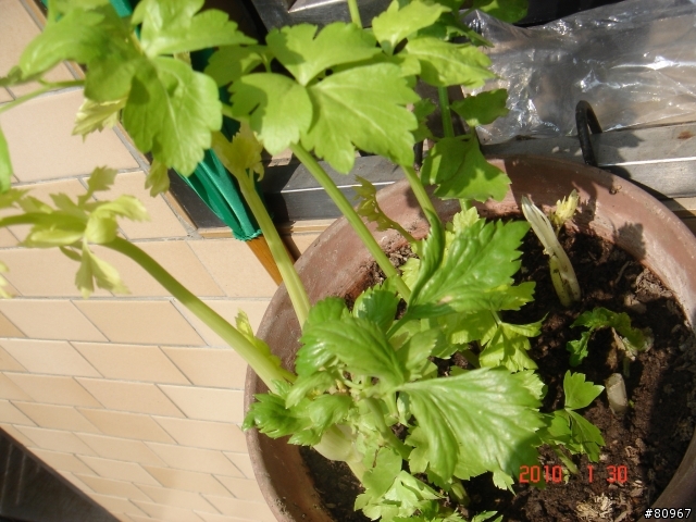我家的芹菜