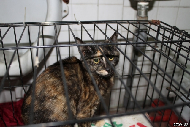 代PO[台中]玳瑁小貓送養