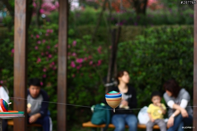Canon Kiss X2 +50mm f1.8 陽明花季不拍花