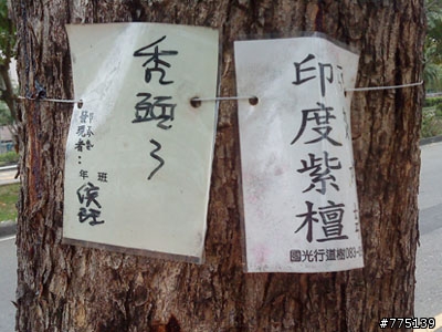 行道樹好衰