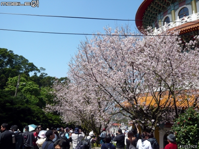 【遊記】淡水天元宮--戀戀吉野櫻
