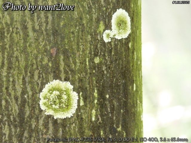 FZ35蓋雀仔大樓(歡迎一起來蓋)