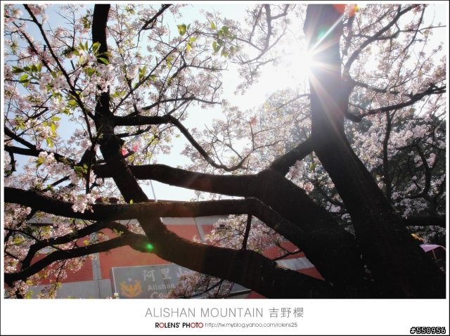 2010-03-22阿里山櫻花花況分享