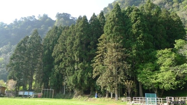 鎮西堡神木群B區之旅