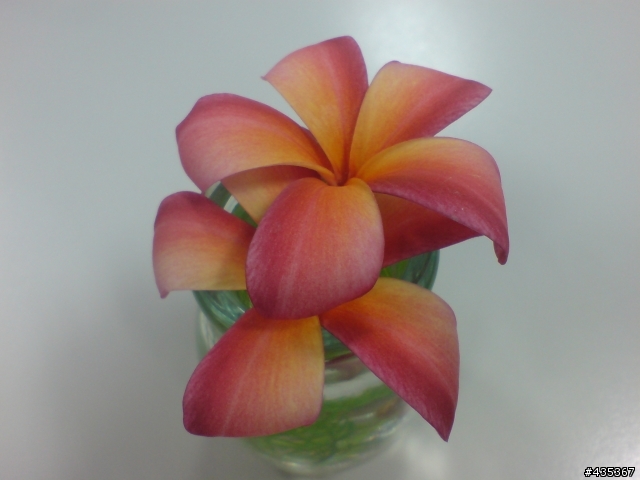 自家玫瑰開花囉!!(需要園藝版)