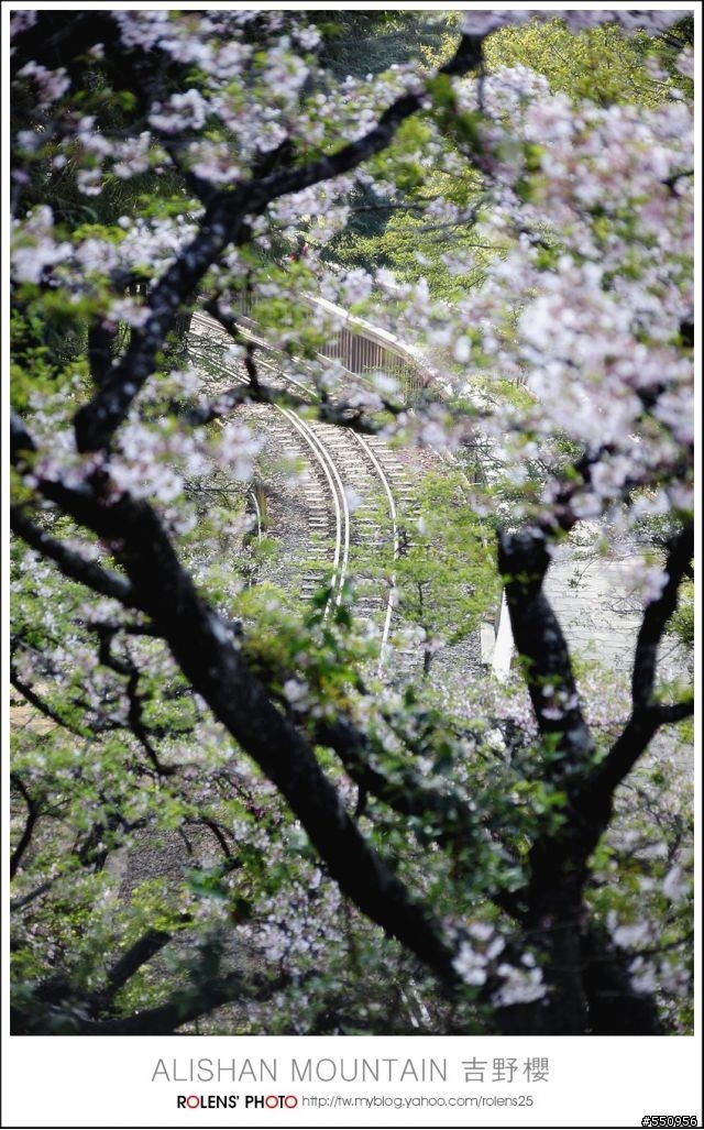 2010-03-22阿里山櫻花花況分享