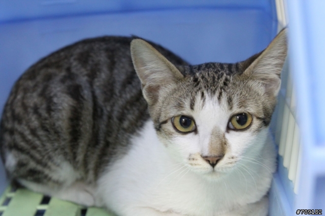 代PO[台中]玳瑁小貓送養