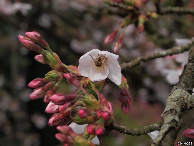 [分享] 阿里山櫻花目前狀況 - E-P1