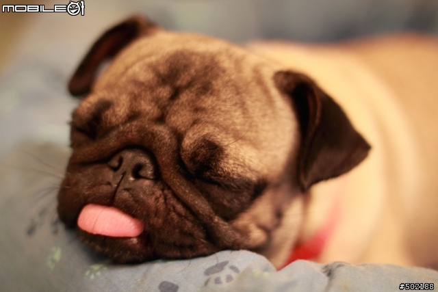 Pug(巴戈) 幫我取個名字