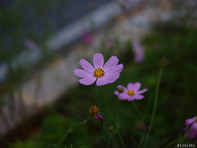 {25mm F1.4 交作業}請各位大大看一下拍得如何?