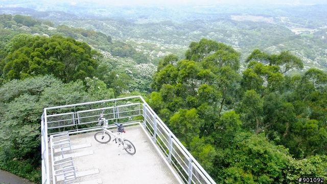 苗栗 三義 銅鑼 油桐花騎跡 (圖多)