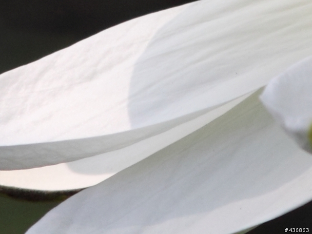 千年傳統．全新感受 ── 重新發現小小黑 EF 70-300mm F4-5.6 IS USM