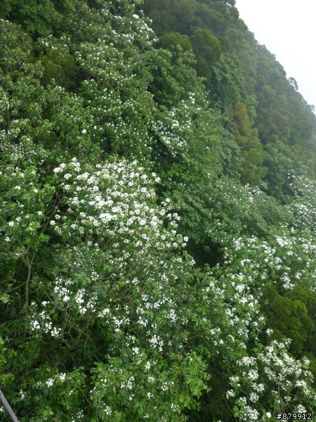 990424 小紅與我遊桐花