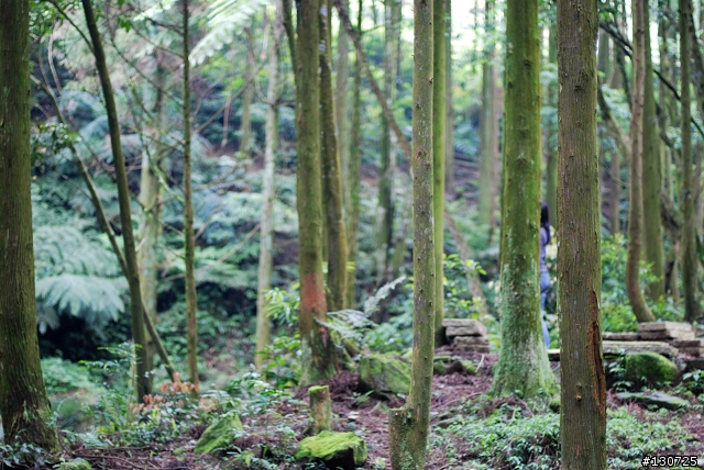 [三峽]桐花來了竹崙路+三層坪+熊空休閒農場