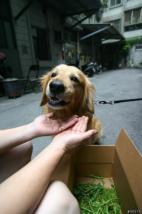 你們家的狗會吃生菜嗎?