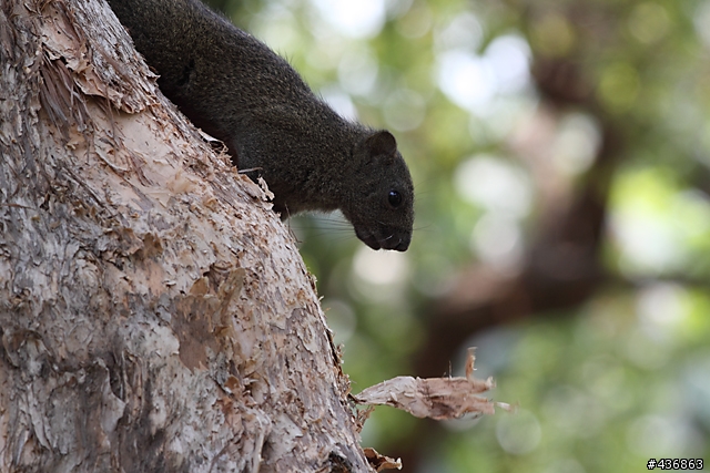 千年傳統．全新感受 ── 重新發現小小黑 EF 70-300mm F4-5.6 IS USM