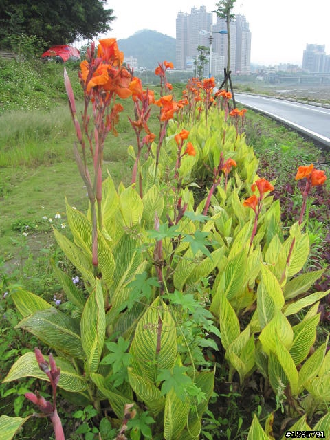 菜鳥單騎迷路記