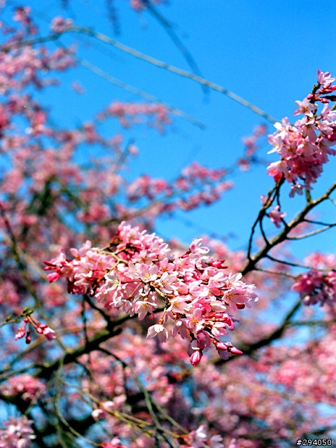 名古屋賞櫻