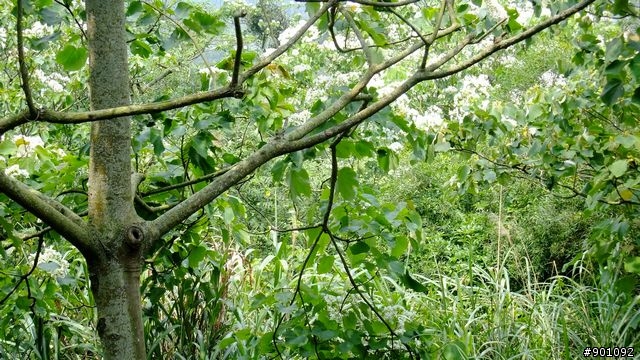 苗栗 三義 銅鑼 油桐花騎跡 (圖多)