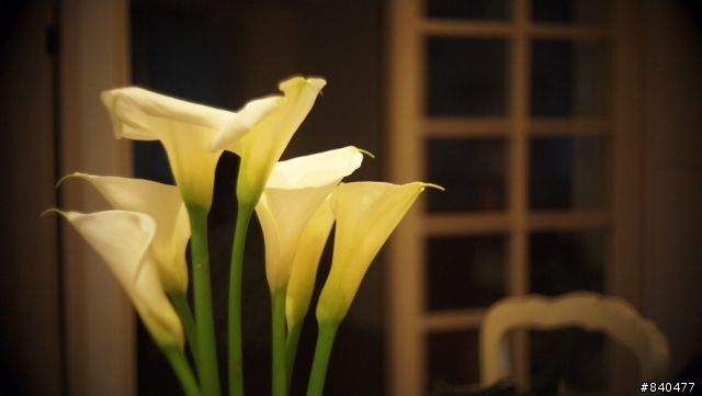 EP-1 + switar 25mm/1.4 陽明山海芋