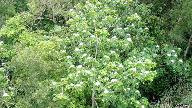 苗栗 三義 銅鑼 油桐花騎跡 (圖多)