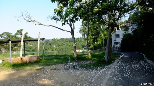 苗栗 三義 銅鑼 油桐花騎跡 (圖多)