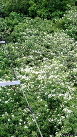 苗栗 三義 銅鑼 油桐花騎跡 (圖多)
