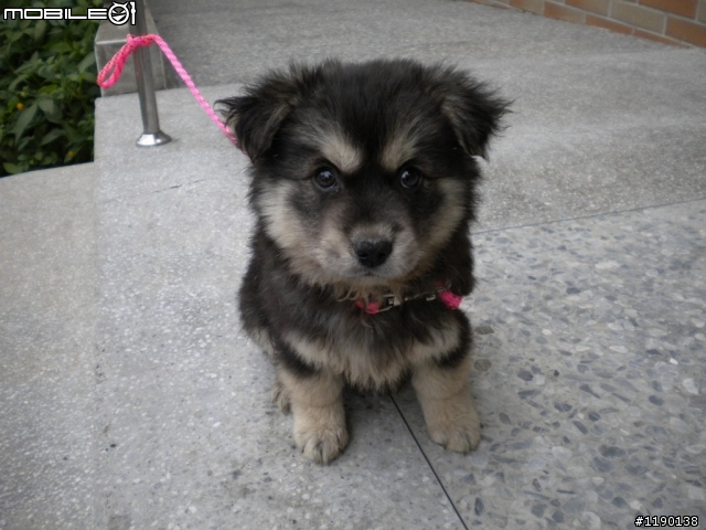 歡迎愛心認養(新竹縣收容所)----毛毛小幼犬(已認養)