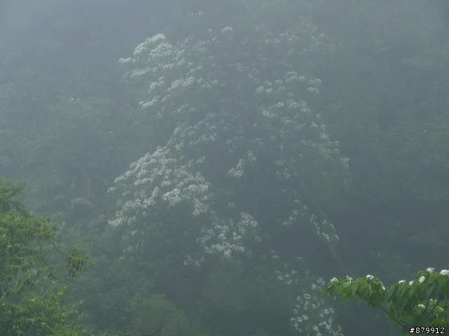 990424 小紅與我遊桐花