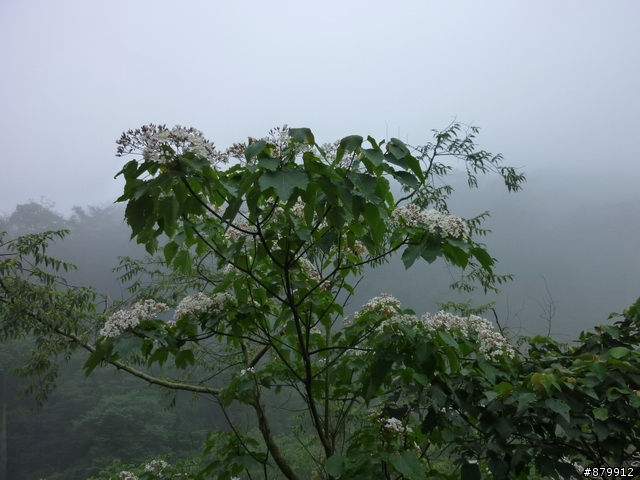 990424 小紅與我遊桐花