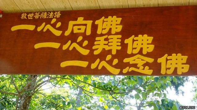 苗栗 三義 銅鑼 油桐花騎跡 (圖多)