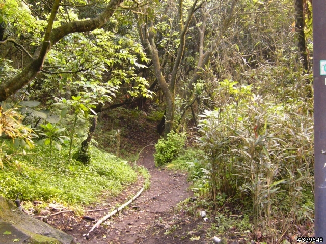 陽明山之橫嶺古道初探險