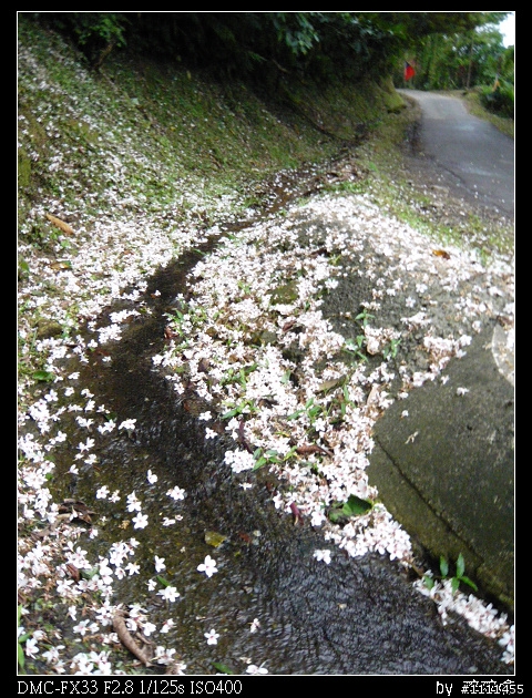 五指山滿桐花&新山夢湖