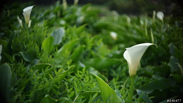 EP-1 + switar 25mm/1.4 陽明山海芋