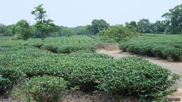 苗栗 三義 銅鑼 油桐花騎跡 (圖多)