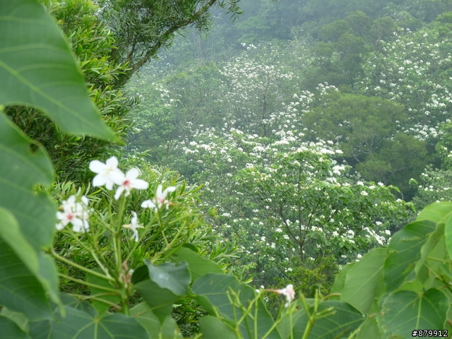 990424 小紅與我遊桐花