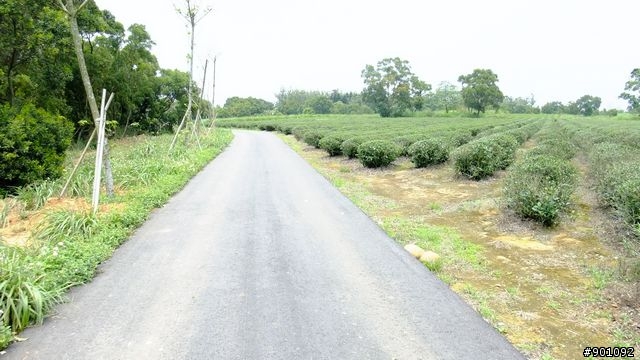 苗栗 三義 銅鑼 油桐花騎跡 (圖多)