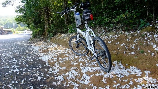 苗栗 三義 銅鑼 油桐花騎跡 (圖多)