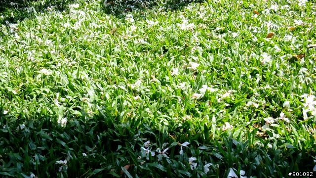 苗栗 三義 銅鑼 油桐花騎跡 (圖多)