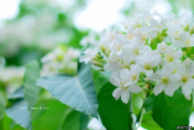 2010 4月2日 籐山步道花況 新增:油桐花之心(4月10日)