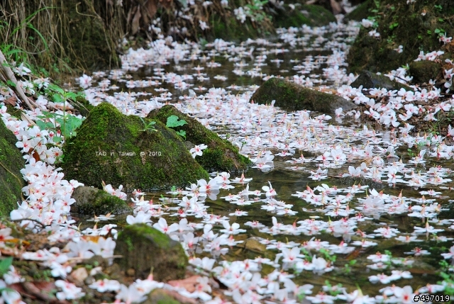 苗栗.下雪囉!!*油桐花坊.永和山水庫(4月18日花況)