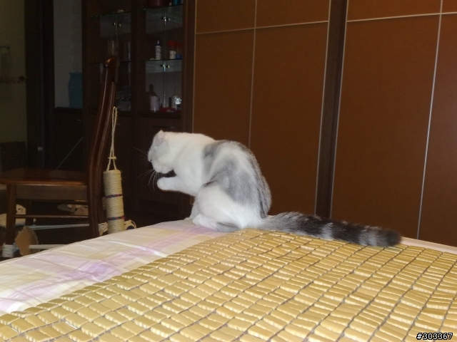 貓少爺