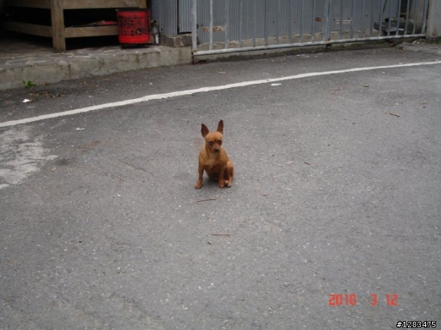 如果在路上遇到這種惡犬，你們會怎麼辦？？