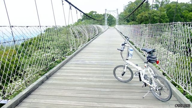 苗栗 三義 銅鑼 油桐花騎跡 (圖多)