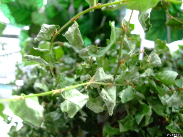 植物達人.救救我的800元!