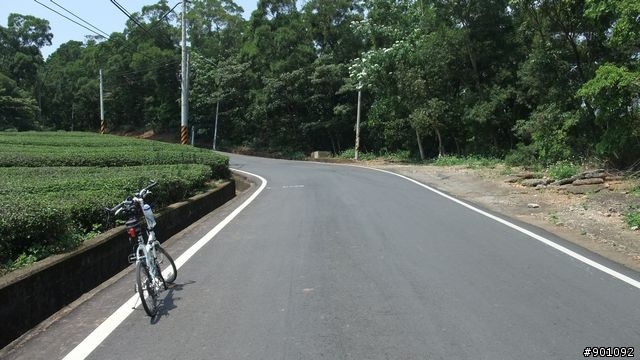 苗栗 三義 銅鑼 油桐花騎跡 (圖多)