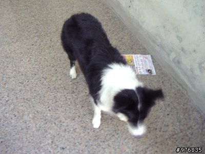 [4/25尋回，謝謝]邊界牧羊犬在彰化大村美利達附近走失。(抱歉離題)