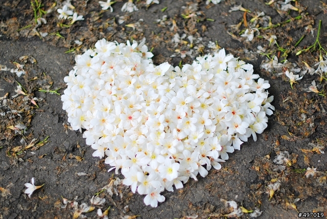 2010 4月2日 籐山步道花況 新增:油桐花之心(4月10日)
